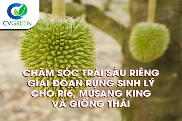 Chăm sóc trái sầu riêng giai đoạn rụng sinh lý cho Ri6, Musang King và giống Thái