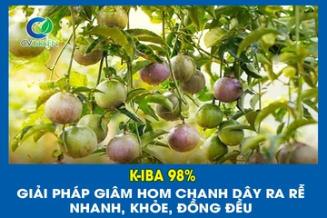 K-IBA 98% – Giải pháp giâm hom chanh dây ra rễ nhanh, khỏe, đồng đều