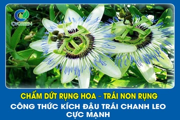 Chấm dứt rụng hoa – Trái non rụng! Công thức kích đậu trái Chanh Leo cực mạnh