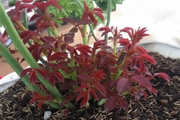 Sự khác nhau giữa Cytokinin 6BA, Kinetin và DA6 trong tác động lên cây trồng