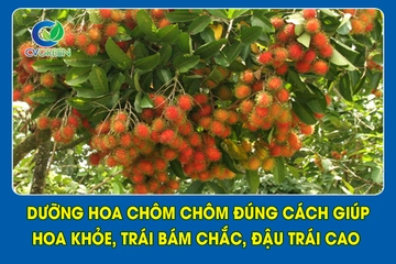 Dưỡng hoa chôm chôm đúng cách giúp hoa khỏe, trái bám chắc, đậu trái cao