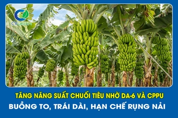 Tăng năng suất chuối tiêu nhờ DA-6 và CPPU – Buồng to, trái dài, hạn chế rụng nải