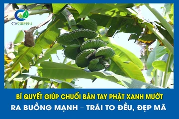 Bí quyết giúp chuối bàn tay phật xanh mướt – Ra buồng mạnh – Trái to đều, đẹp mã