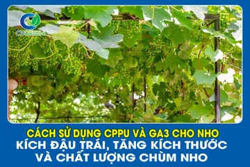 Cách sử dụng CPPU và GA3 cho nho: Kích đậu trái, tăng kích thước và chất lượng chùm nho