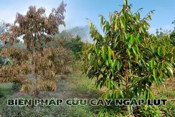 Quy trình phục hồi cây trồng sau úng lụt và cách xử lý rễ thối, nghẹt rễ cho cây ăn trái và cây công nghiệp