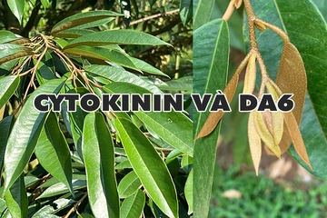 Cytokinin và DA6 – kích chồi, trẻ hóa cây và hỗ trợ giải độc