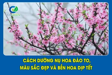 Cách dưỡng nụ hoa Đào to, màu sắc đẹp và bền hoa dịp tết