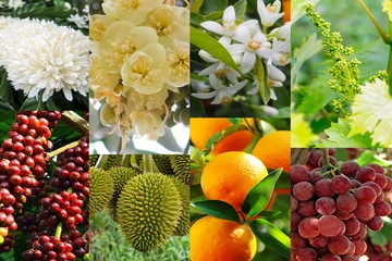 Tiết lộ 5 hoạt chất giúp tăng tỉ lệ đậu quả, nồng độ sử dụng giao đoạn ra hoa