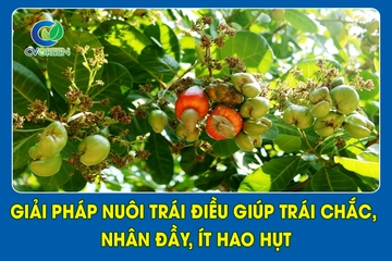 Giải pháp nuôi trái điều giúp trái chắc, nhân đầy, ít hao hụt