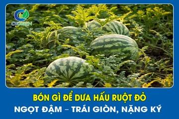 Bón gì để dưa hấu ruột đỏ – Ngọt đậm – Trái giòn, nặng ký?