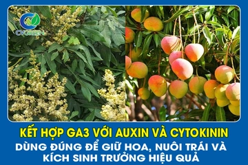 Kết hợp GA3 với Auxin và Cytokinin: Dùng đúng để giữ hoa, nuôi trái và kích sinh trưởng hiệu quả