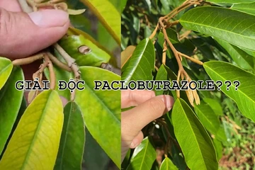 Phương pháp xử lý ngộ độc Paclobutrazole trên cây sầu riêng và các cây ăn trái khác