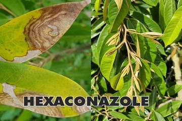 Cơ chế trị nấm bệnh và chặn đọt của Hexaconazole, hoạt chất nào chặn đọt sầu riêng mạnh nhất?