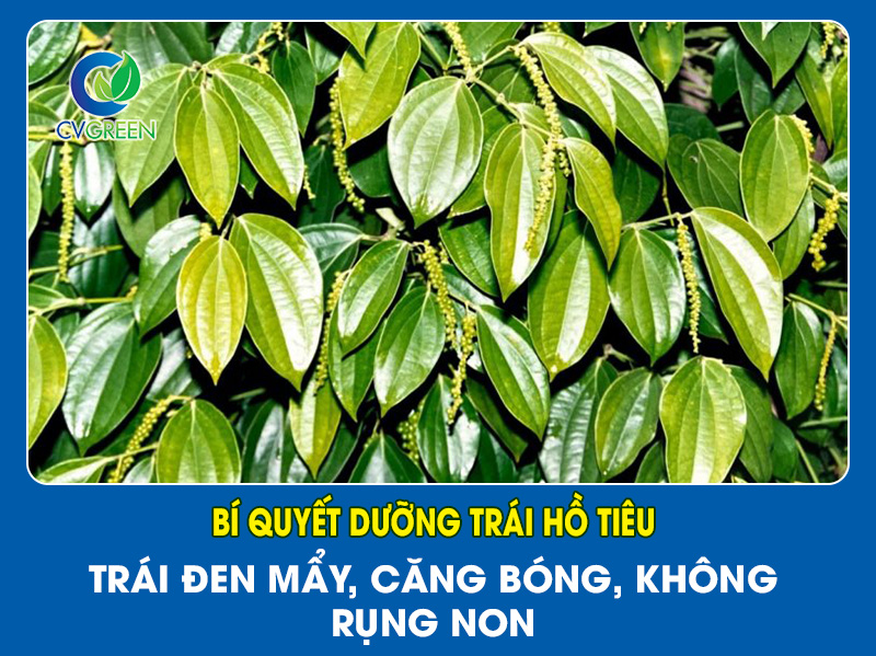 Bí Quyết Dưỡng Trái Hồ Tiêu – Trái Đen Mẩy, Căng Bóng, Không Rụng Non