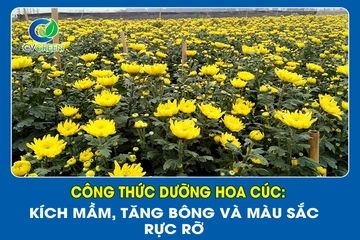 Công thức dưỡng hoa Cúc: Kích mầm, tăng bông và màu sắc rực rỡ