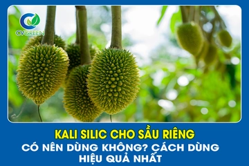Kali silic cho sầu riêng: Có nên dùng không? Cách dùng hiệu quả nhất