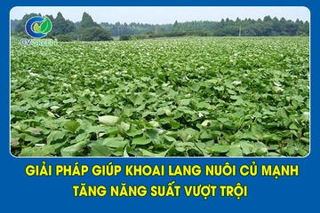 Giải pháp giúp khoai lang nuôi củ mạnh, tăng năng suất vượt trội