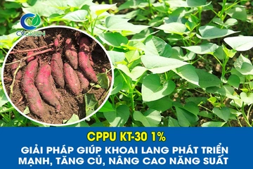 CPPU KT-30 1% – Giải pháp giúp khoai lang phát triển mạnh, tăng củ, nâng cao năng suất