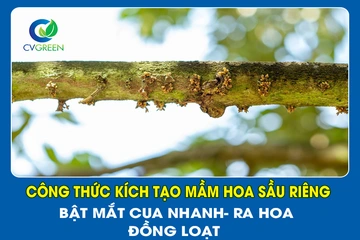 Công thức kích tạo mầm hoa Sầu Riêng: Bật mắt cua nhanh- Ra hoa đồng loạt