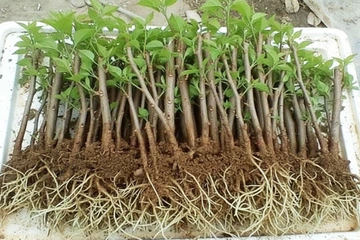 Sự khác nhau giữa IBA, IAA Và NAA  trong tác động lên cây trồng