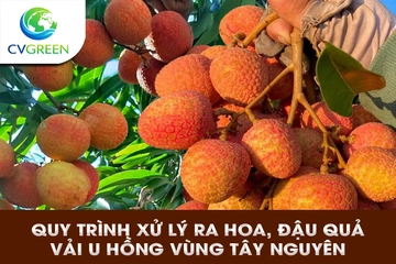 Quy trình xử lý ra hoa, đậu trái vải U Hồng vùng Tây Nguyên theo từng giai đoạn