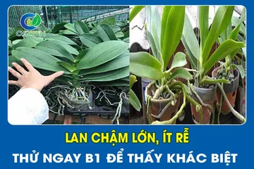 Lan chậm lớn, ít rễ? Thử ngay B1 để thấy khác biệt