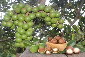 Giải pháp dưỡng hoa cho cây mắc ca – Ra hoa đồng loạt, tăng đậu trái, năng suất vượt trội