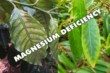 Magiê trong dinh dưỡng cây trồng: dấu hiệu thiếu, nguyên nhân và giải pháp bón Mg hiệu quả