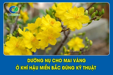 Dưỡng nụ cho Mai Vàng ở khí hậu miền Bắc đúng kỹ thuật