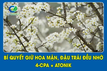 Bí Quyết Giữ Hoa Mận, Đậu Trái Đều Nhờ 4-CPA + Atonik