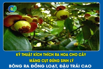 Kỹ thuật kích thích ra hoa cho cây măng cụt đúng sinh lý – Bông ra đồng loạt, đậu trái cao