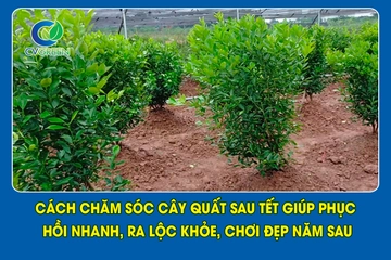 Cách chăm sóc cây quất sau tết giúp phục hồi nhanh, ra lộc khỏe, chơi đẹp năm sau