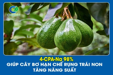 4-CPA-Na 98% giúp cây Bơ hạn chế rụng trái non, tăng năng xuất