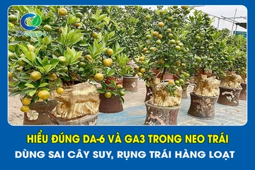 Hiểu đúng DA-6 và GA3 trong neo trái – Dùng sai cây suy, rụng trái hàng loạt