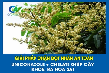 Giải Pháp Chặn Đọt Nhãn An Toàn – Uniconazole + Chelate Giúp Cây Khỏe, Ra Hoa Sai  