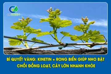 “Bí Quyết Vàng: Kinetin + Rong Biển Giúp Nho Bật Chồi Đồng Loạt, Cây Lớn Nhanh Khỏe”