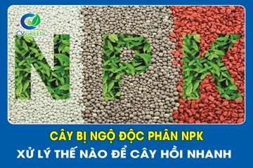 Cây bị ngộ độc phân npk: Xử lý thế nào để cây hồi nhanh?
