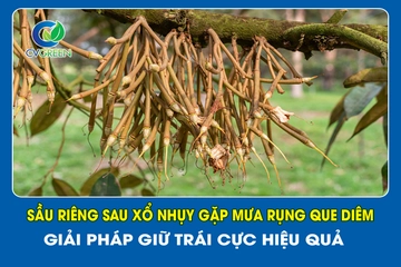 Sầu riêng sau xổ nhụy gặp mưa rụng que diêm – Giải pháp giữ trái cực hiệu quả