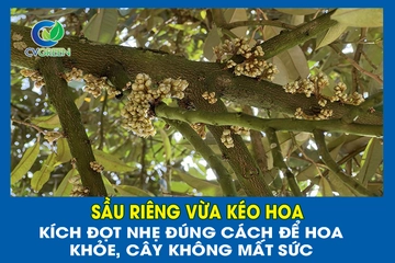 Sầu riêng vừa kéo hoa: kích đọt nhẹ đúng cách để hoa khỏe, cây không mất sức