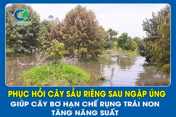 Phục Hồi Cây Sầu Riêng Sau Ngập Úng – Giúp Cây Xanh Lại, Ra Rễ Mạnh, Hồi Sinh Nhanh