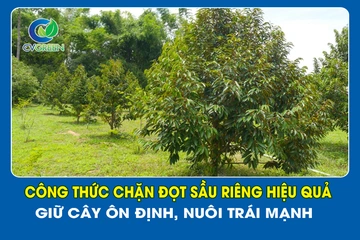 Công thức chặn đọt Sầu Riêng hiệu quả – Giữ cây ôn định, nuôi trái mạnh
