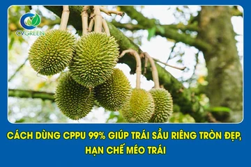 Cách dùng cppu 99% giúp trái sầu riêng tròn đẹp, hạn chế méo trái
