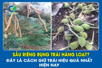 Sầu riêng rụng trái hàng loạt? Đây là cách giữ trái hiệu quả nhất hiện nay
