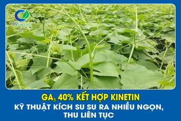 GA₃ 40% Kết Hợp Kinetin – Kỹ Thuật Kích Su Su Ra Nhiều Ngọn, Thu Liên Tục