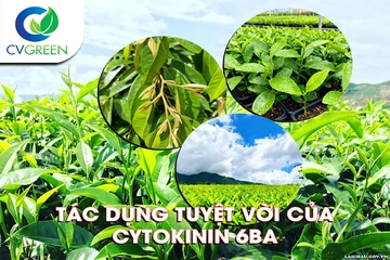 Tác dụng tuyệt vời của Cytokinin 6BA trên cây trồng mà nhiều người chưa biết