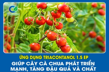 Ứng Dụng Triacontanol 1.5 EP Giúp Cây Cà Chua Phát Triển Mạnh, Tăng Đậu Quả Và Chất Lượng