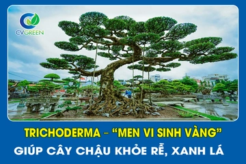 Trichoderma – “Men vi sinh vàng” giúp cây chậu khỏe rễ, xanh lá
