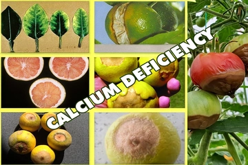 Canxi trong dinh dưỡng cây trồng: vai trò, dấu hiệu thiếu và cách khắc phục hiệu quả