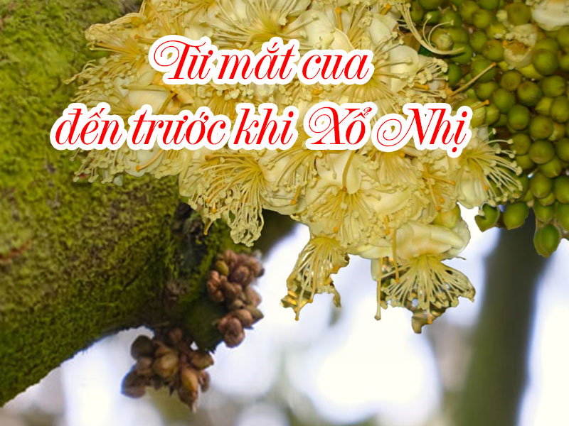 Quy trình chăm sóc sầu riêng từ mắt cua đến trước khi xổ nhụy