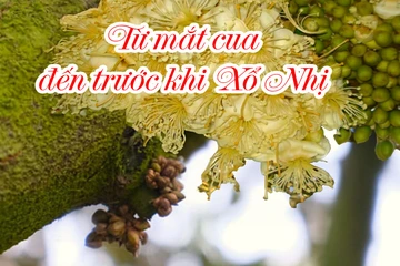 Quy trình chăm sóc sầu riêng từ mắt cua đến trước khi xổ nhụy